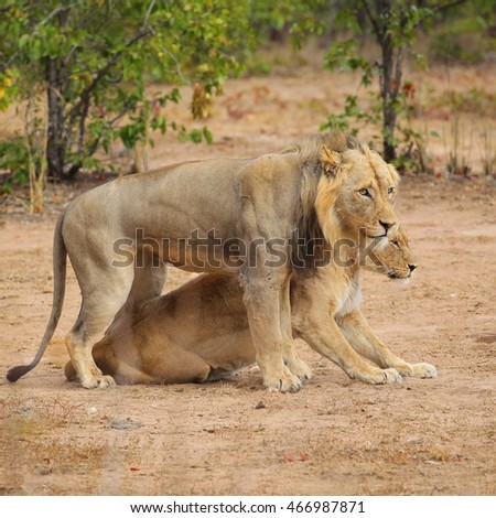 mating kruger lions