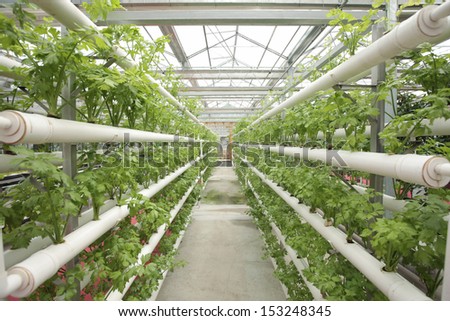 hydroponic roses indoors