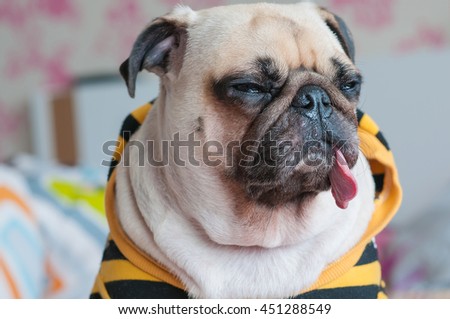 pug runny nose snot stock photos images pictures pug runny nose snot stock photos images pictures