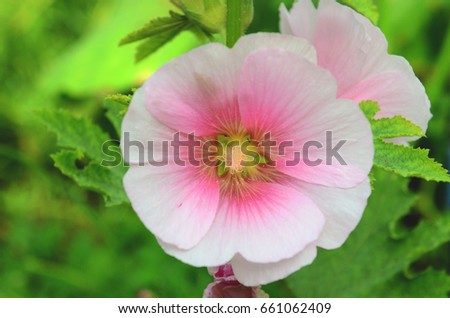 Hollyhock Stock Images, Royalty-Free Images & Vectors | Shutterstock