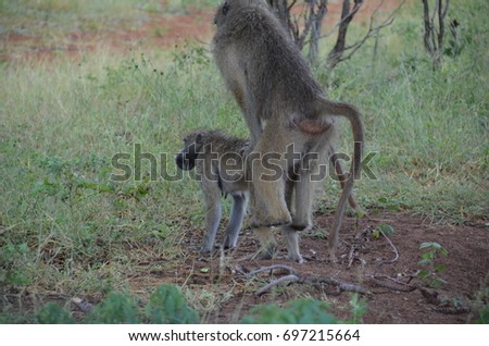 Wild African Olive Baboon Having Sex Stock Photo Royalty Free