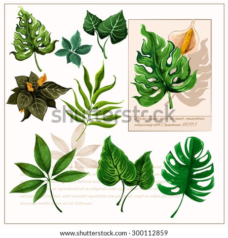 Rainforest Tree Flower Stock Photos, Images, & Pictures | Shutterstock