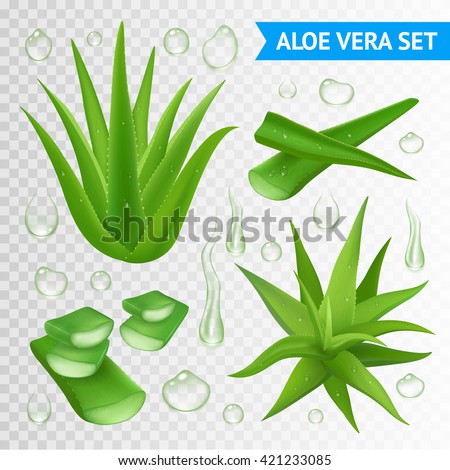 Aloe vera medicinal plant leaves cuttings and juice drops elements collection on transparent background realistic vector illustration - stock vector Aloe vera medicinal plant leaves cuttings and juice drops elements collection on transparent background realistic vector illustration - stock vector