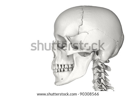 Anatomically Correct Human Male Skull In 3d - Stock Photo