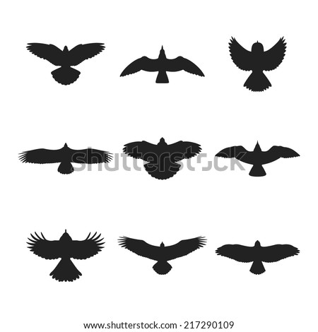 hawk stock photos images amp pictures shutterstock hawk stock photos images amp pictures shutterstock