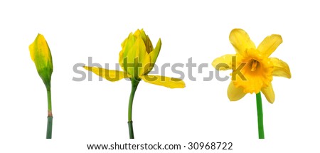 Plant Growth Cycle Stock Photos, Images, amp; Pictures  Shutterstock