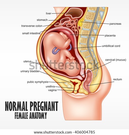 Vagina Of Pregnant 5