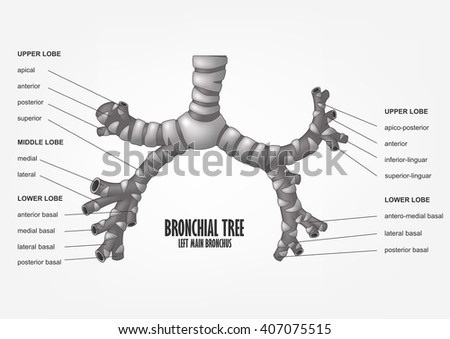 Bronchus Stock Photos, Images, & Pictures | Shutterstock
