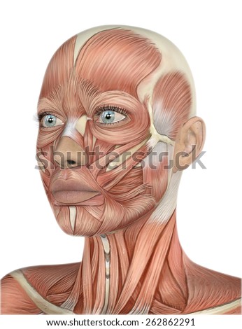 Anatomy Face Muscle Stock Photos, Images, & Pictures | Shutterstock