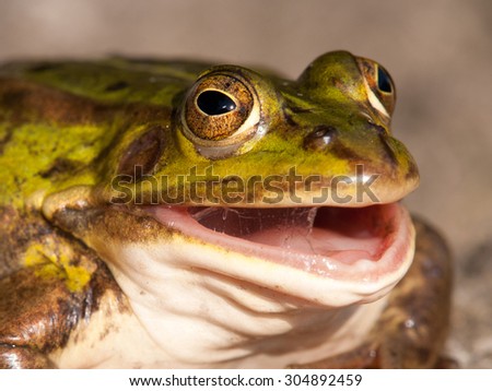 Frog - stock photo