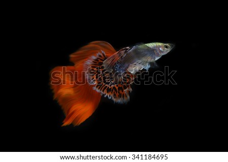 Guppy Stock Photos, Images, & Pictures 