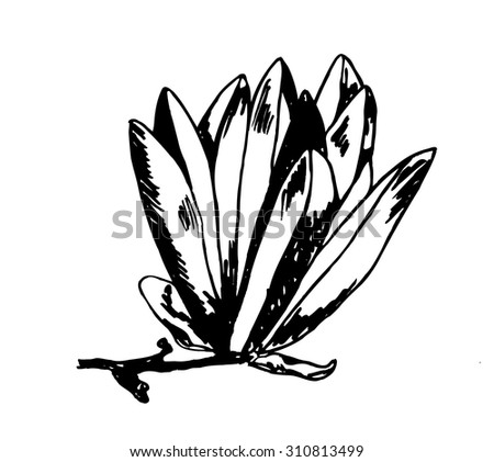 Vector ink sketch of the magnolia flower - stock vector