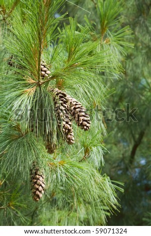 long needles and cones of Pinus wallichiana pine tree - stock photo