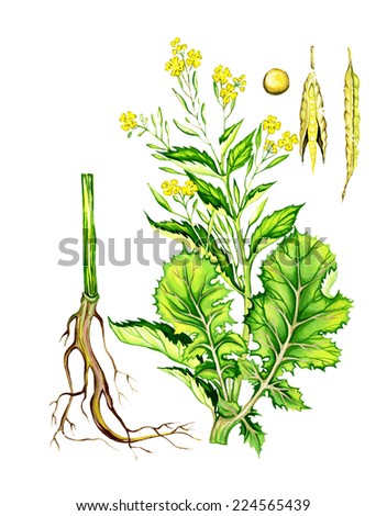 brassica juncea research paper brassica juncea research paper