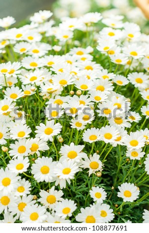  daisy flower bouquet potted for sale at garden store  stock photo