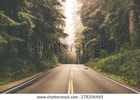 Foggy Straight Redwood Highway in Northern California, United States - stock photo