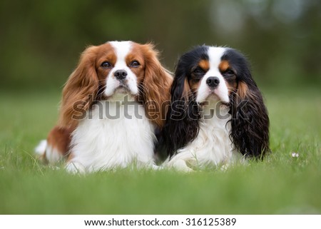 Spaniel Stock Images, Royalty-Free Images & Vectors | Shutterstock