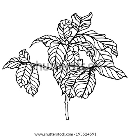 Vector isolated silhouette of coffee tree. Black and white contour