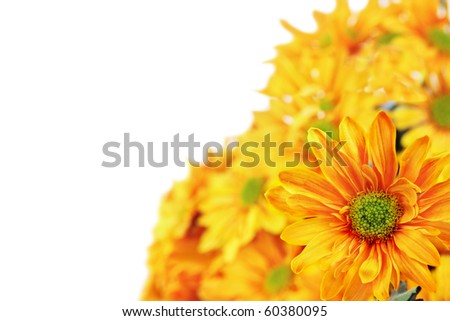 Chrysanthemums with room for text against a white background. Shallow 