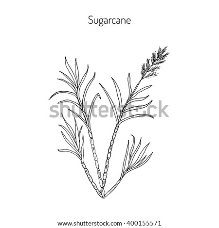Sugarcane Stock Images, Royalty-Free Images & Vectors | Shutterstock