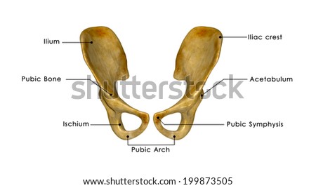 Pubic bone Stock Photos, Images, & Pictures | Shutterstock