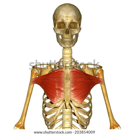 Human Anatomy Stock Photos, Images, & Pictures | Shutterstock