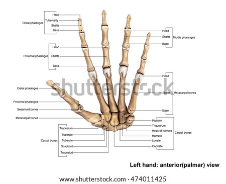 Human Limb Bones Labeled Stock Illustration 15311335 - Shutterstock