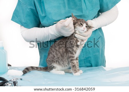Как вылечить котёнка от ушного клеща в домашних условиях Как вылечить котёнка от ушного клеща в