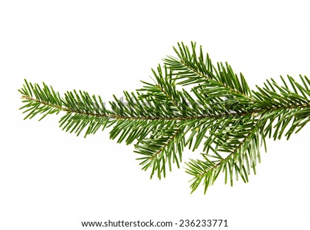 Tree Branch Stock Photos, Images, & Pictures | Shutterstock
