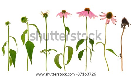 Evolution of Echinacea purpurea flower isolated on white background