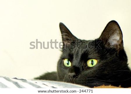 Cat Doing A Morning Hunt Closeup Tortoiseshell Cat Indoors Stock Photo 239954