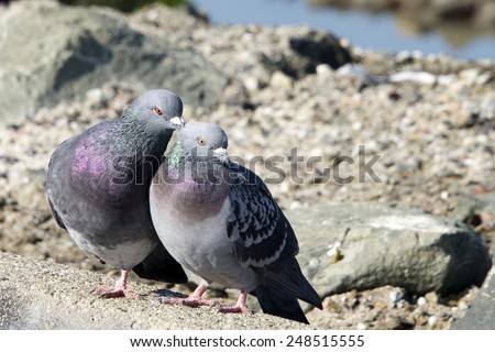 pigeon gay singles Gay-neck, the story of a pigeon is a 1928 children's novel by dhan gopal mukerji that won the newbery medal for excellence in american children's literature in 1928. pigeon gay singles Gay-neck, the story of a pigeon is a 1928 children's novel by dhan gopal mukerji that won the newbery medal for excellence in american children's literature in 1928.