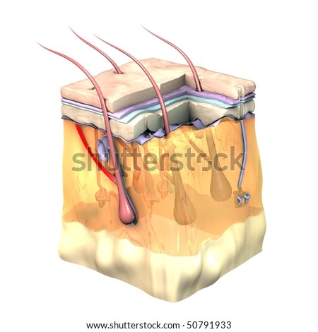 epidermis stock photo images 1 157 epidermis royalty free images and photography available to arrector stock photos royalty free images vectors epidermis stock photo images 1 157 epidermis royalty free images and photography available to arrector stock photos royalty free images vectors