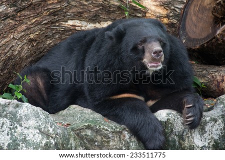 http://thumb7.shutterstock.com/display_pic_with_logo/2364053/233511775/stock-photo-asian-black-bear-ursus-thibetanus-233511775.jpg