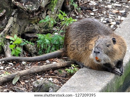 Closeup Of A Louisiana Nutria Rat (Myocastor coypus) - stock photo