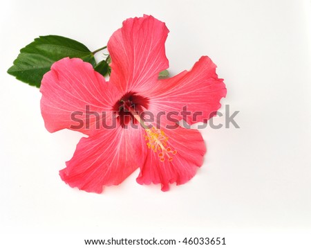 Coral Hibiscus Flower For Background - stock photo