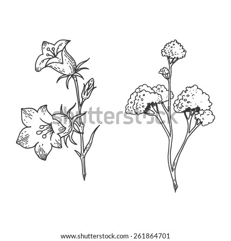 The Carnations Scorpion Fireball Mail The Carnations Scorpion Fireball Mail