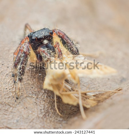 spider have sex soft yourlust indian babies sex