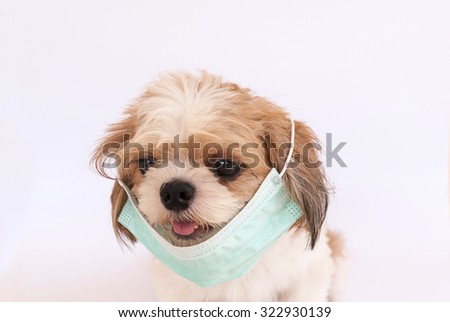 yorkie sick symptoms allergy stock photos images pictures yorkie sick symptoms allergy stock photos images pictures