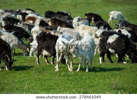 Apologise, but Male goats peeing on their heads Opinion you Male goats peeing on their heads
