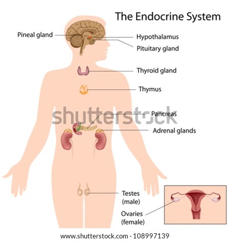 Testosterone and estradiol are steroids