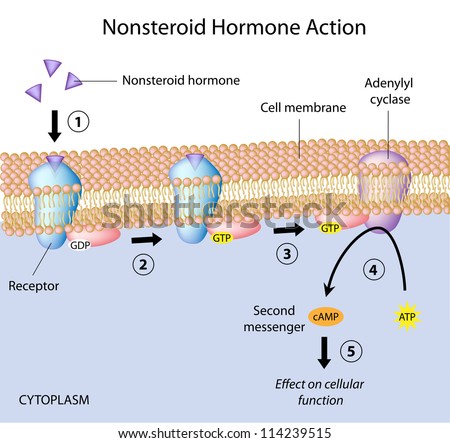 Where are receptors for nonsteroid hormones located