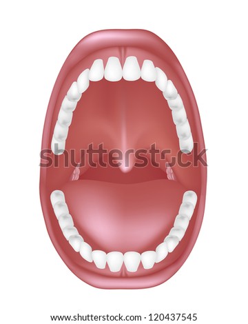Tongue Anatomy Stock Photos, Images, & Pictures | Shutterstock