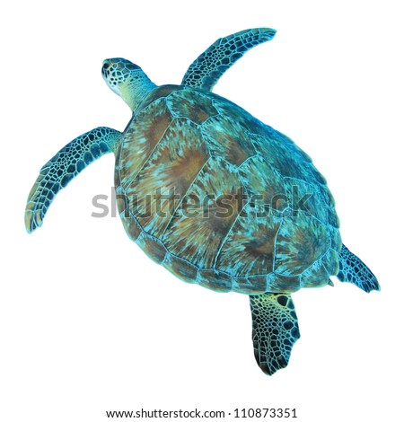 Turtle Stock Photos, Images, & Pictures 