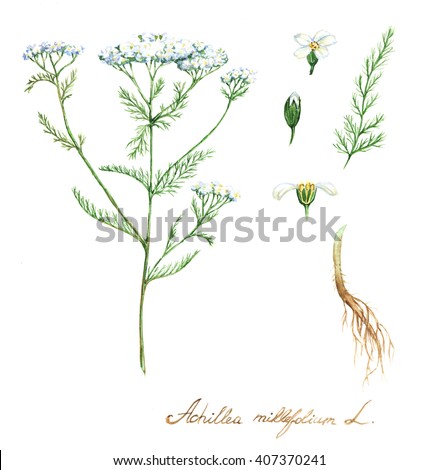 Yarrow Stock Photos, Royalty-Free Images & Vectors - Shutterstock