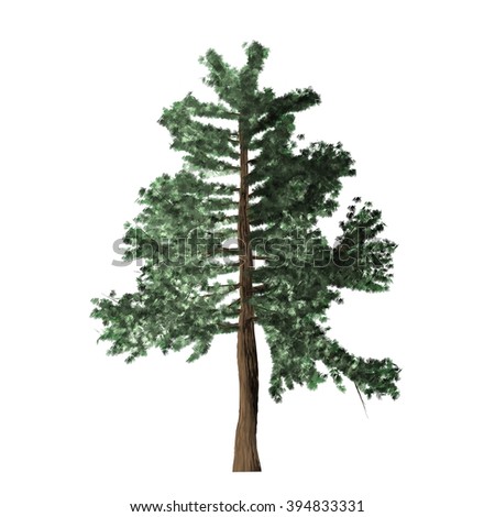 Full Pine Tree On White Background Stock Illustration 34597336
