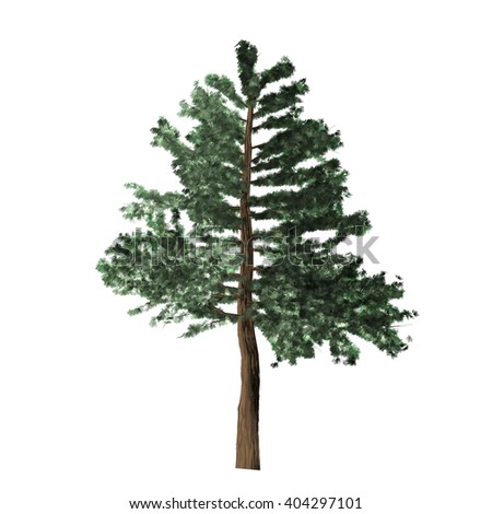Full Pine Tree On White Background Stock Illustration 34597336