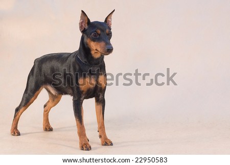 Miniature Pinscher On Pale Background Mini Pinscher Stock Images Royalty Free Images Vectors