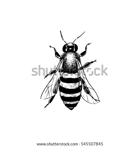 Bee Stock Images, Royalty-Free Images & Vectors | Shutterstock