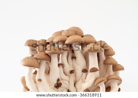 Mushroom-cluster Stock Photos, Images, & Pictures | Shutterstock